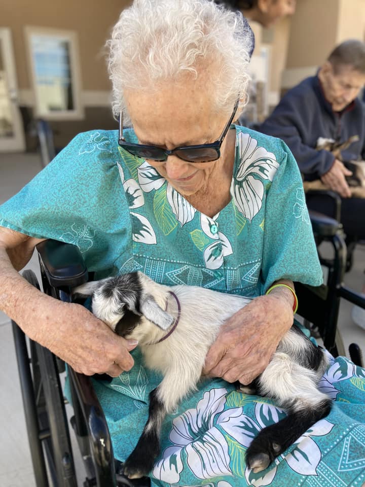 A senior woman in a wheelchair holding a goat.